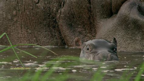 Bbc Two Natural World 2019 2020 Hippos Africas River Giants