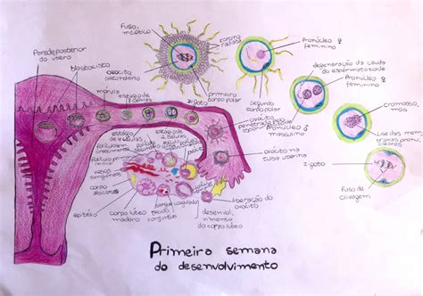 1ª E 2ª Semana Do Desenvolvimento Embrionário Embriologia