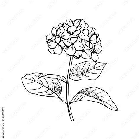 Hand Drawn Hydrangea Flower Drawing Line Art Vector Illustration And