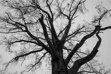 A Large Bare Tree With No Leaves In The Distance Stock Photo Image