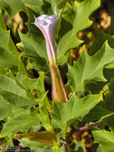 Género Datura Flora On Açores