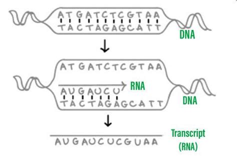 Transcription Of Dna Initiation Elongation And Termination