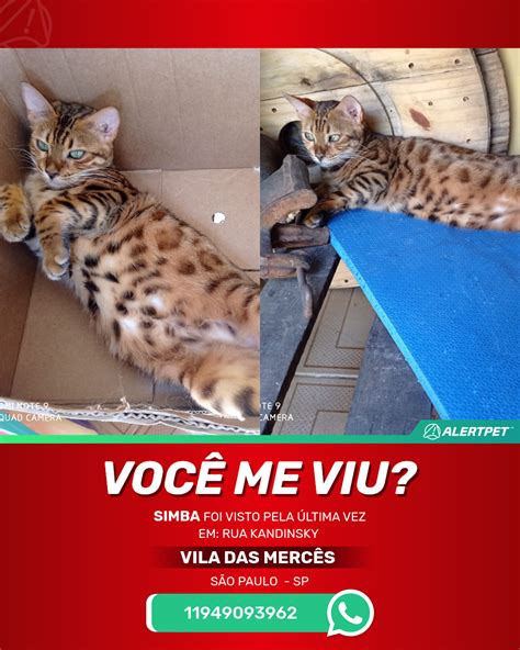 Gato Perdido São Paulo SP Simba AlertPet