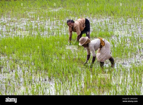 Women Workers Working In The Rice Field Rice Terraces Near Ambalavao Matsiatra Region Central