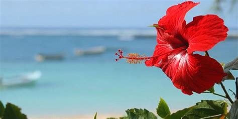 A Blooming Paradise: Exploring the Exquisite Flowers of Puerto Rico