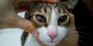 Anisocoria In Cats Symptoms Causes Treatments And Diagnosis