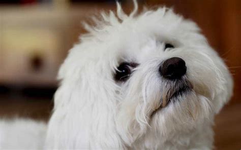 All About the Maltese Bichon Mix - Dogable