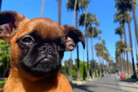 20 Brussels Griffon Mixes That You Will Love