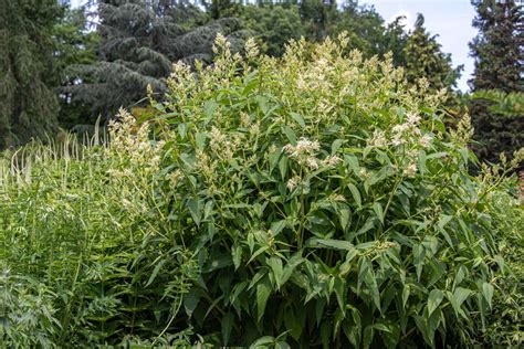 Giant Fleece Flower Plant Care And Growing Guide