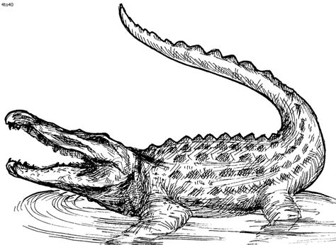 Crocodile Coloring Pages To Print