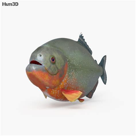 Piranha CAD 3D model - Download Fish on 3DModels.org