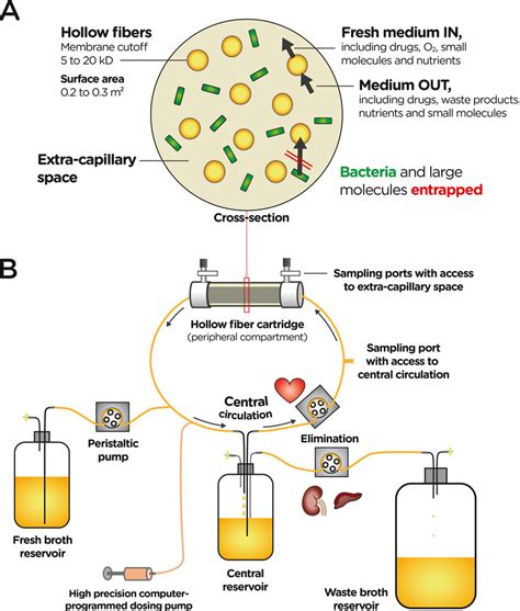 Dynamic Two Compartment Hollow Fiber In Vitro Infection Model A