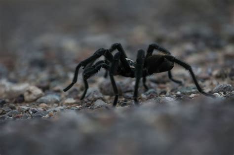 ‘Tarantula season’ in Texas: what you need to know