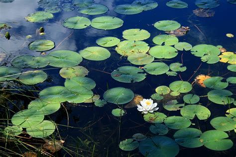 Lily Pads Free Stock Photo Public Domain Pictures