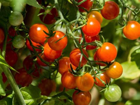 Tomaten Pflanzen Im Topf Anbau Und Pflege