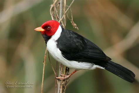 Photos of Tanagers / Fruteros - Thraupidae - Argentina