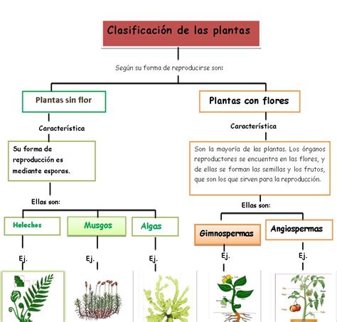 Tema 3 Y 5 Conocimiento Del Medio 4º Clasificación De Los Seres Vivos Y La Reproducción