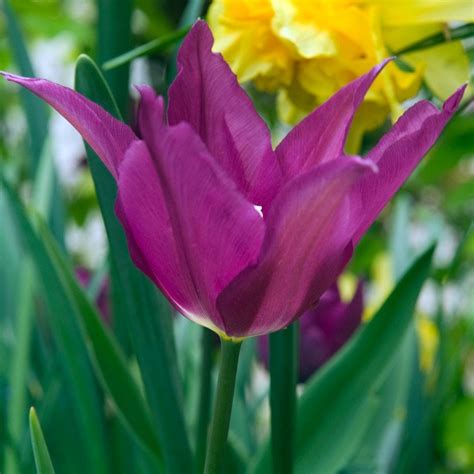 Buy Lily Flowered Tulip Bulbs Tulipa Purple Dream £6 29 Delivery By Crocus