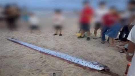 Il Pesce Che Annuncia Lapocalisse Trovato Su Una Spiaggia In Vietnam