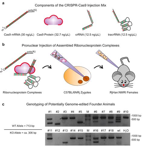 Ncrna Free Full Text Rapid Generation Of Long Noncoding Rna