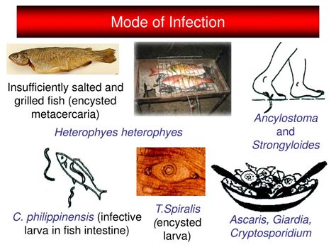 PPT Common Clinical Presentations Of Parasitic Infections PowerPoint