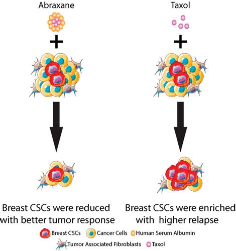 Albumin Nanoparticle Of Paclitaxel Abraxane Decreases While Taxol