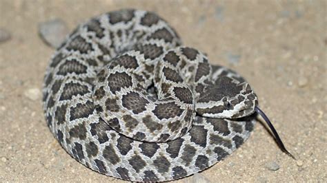 Its Rattlesnake Season 12 Things You Need To Know Los Angeles Times