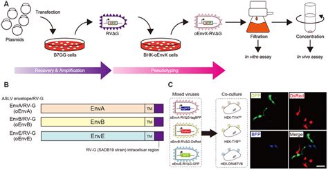 Design And Function Of Avian Sarcoma Leukosis Virus ASLV RV G