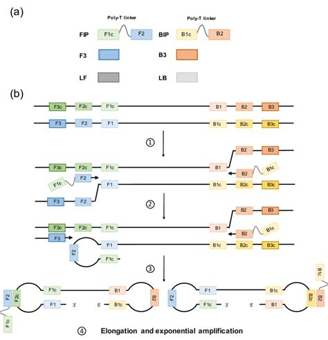 Loop Mediated Isothermal Amplification Lamp Primer Design And