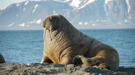 Here are our top 10 facts about Walrus | WWF