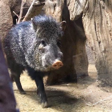 可愛いペッカリーさん【神戸どうぶつ王国】クビワペッカリー 会いに行ける動物たち