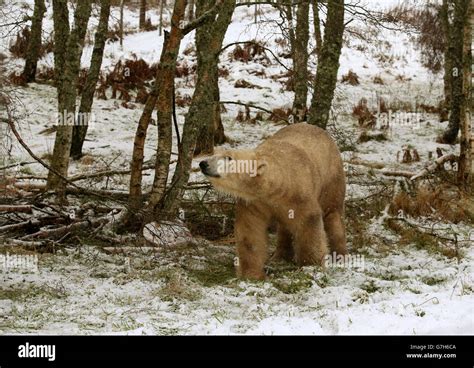 Polar Bears at Highland Wildlife Park Stock Photo - Alamy