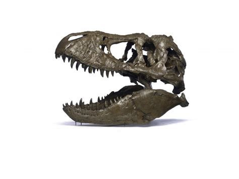 Smithsonian Insider Smithsonian Welcomes “nations T Rex” To