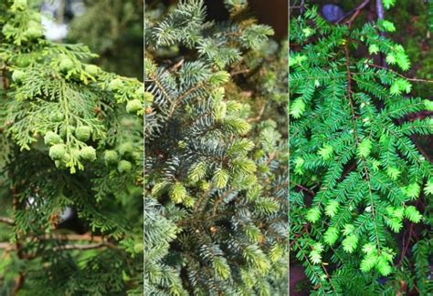 Types Of Evergreen Trees With Pictures And Identification Guide