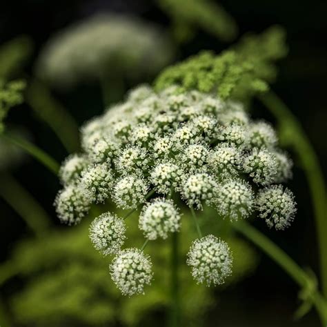 Wald Engelwurz Dein Garten Kologisch Pflegeleicht