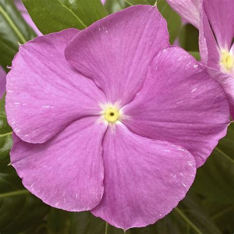 Cora® Cascade Xdr Lavender With Eye Vinca Seeds Seedsheirloom