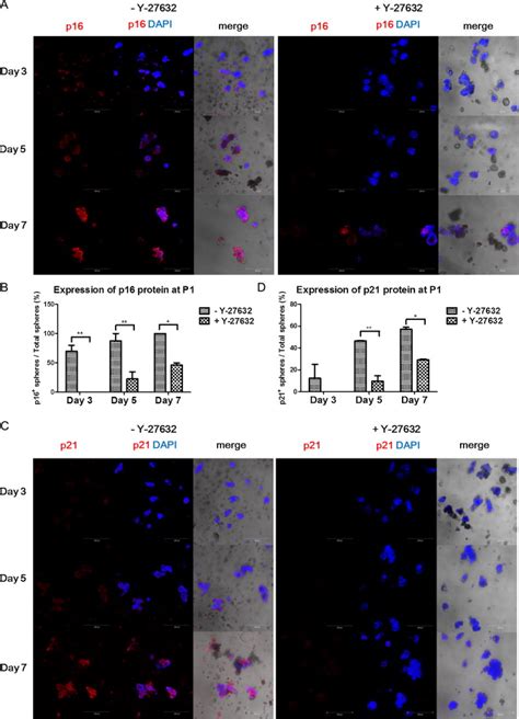 Immunofluorescence Analysis Of P16 And P21 Proteins After Passaging