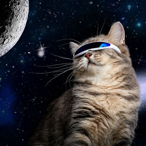 Space Cat Glasses