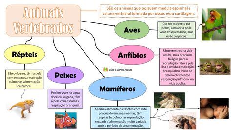 Fichas En Galego