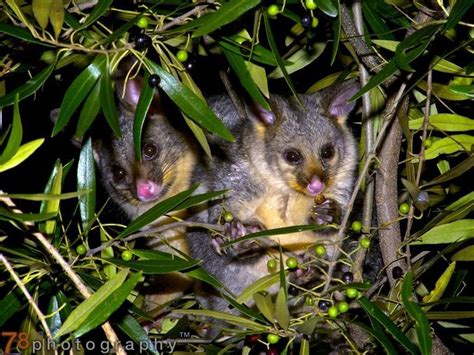 Possums | Australian animals, Australia animals, Australian fauna