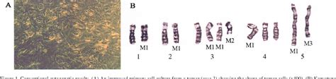 Figure From A Combined Strategy Of Conventional Cytogenetics