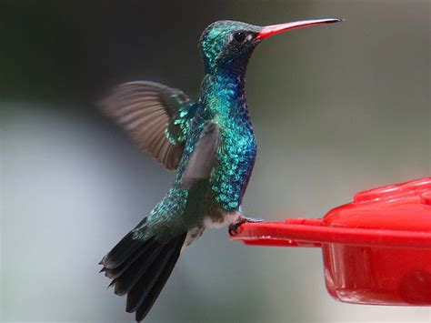 Hummingbirds In New York – Picture And ID Guide