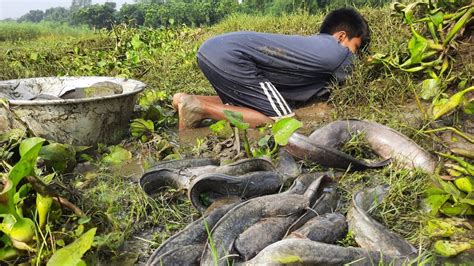 Amazing Hand Fishing Best Catching Many Catfish In Mud Water By Hand