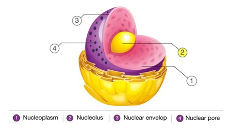 Nucleolus - Definition, Structure, Functions - Biology Notes Online