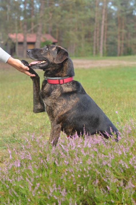 Konsultacje Behawioralne Gda Sk Tr Jmiasto Uwierz W Psa