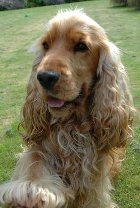 Golden Cocker Spaniels Our Favourite