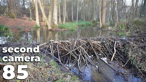 Manual Beaver Dam Removal No 85 A Dam That Flooded The Forest