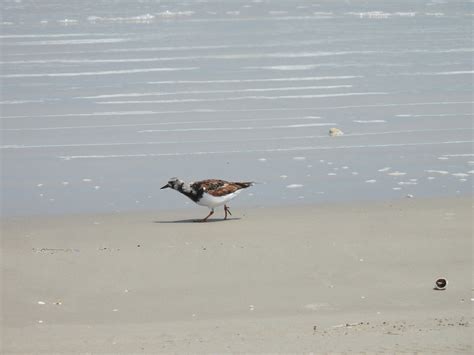 Ruddy Turnstone From Kleberg County TX USA On April 15 2023 At 02 16