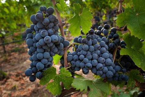 Bolgheri Toskana Italien Verarbeitung Der Weinberge Stockfoto