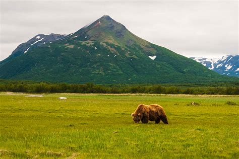 Alaska Bear Viewing Guide | ALASKA.ORG